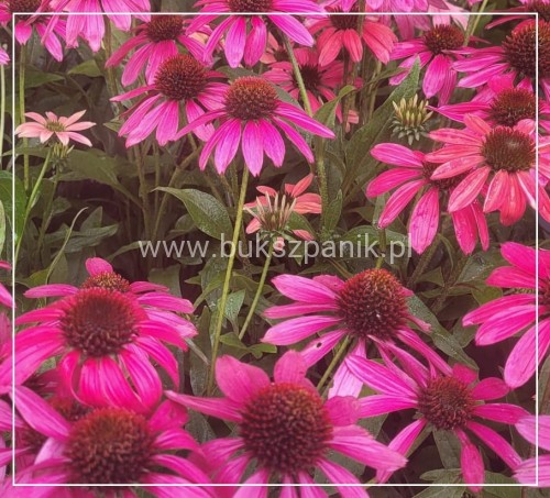Jeżówka MAGENTA PEARL - Echinacea