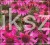 Jeżówka MAGENTA PEARL - Echinacea
