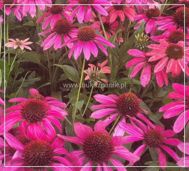Jeżówka MAGENTA PEARL - Echinacea