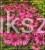 Jeżówka MAGENTA PEARL - Echinacea