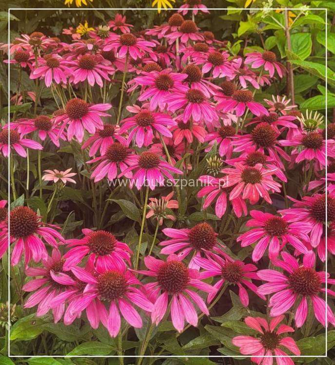 Jeżówka MAGENTA PEARL - Echinacea