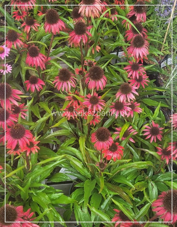 Jeżówka 'Fountain Red' Echinacea