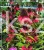Jeżówka 'Fountain Red' Echinacea