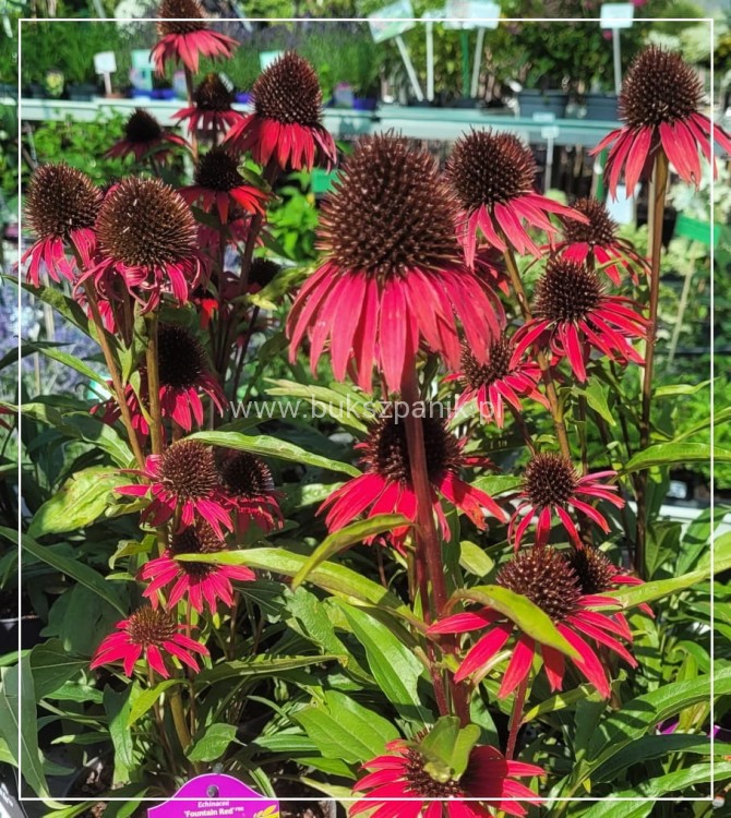 Jeżówka 'Fountain Red' Echinacea