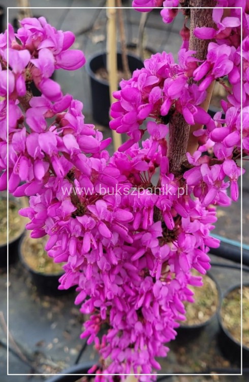 Judaszowiec chiński AVONDALE - Cercis chinensis
