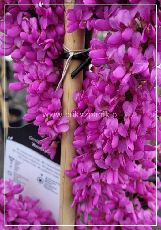 Judaszowiec chiński AVONDALE - Cercis chinensis