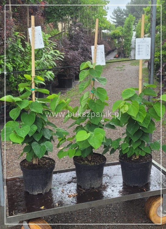 Judaszowiec chiński AVONDALE - Cercis chinensis