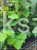 Judaszowiec chiński AVONDALE - Cercis chinensis