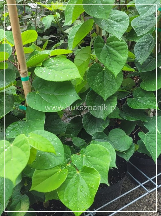 Judaszowiec chiński AVONDALE - Cercis chinensis