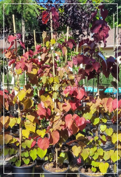 Judaszowiec kanadyjski 220-240cm wys. Eternal Flame - Cercis canadensis