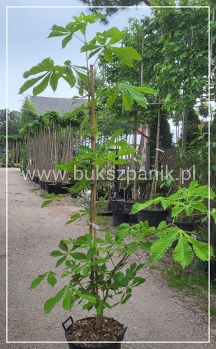 Kasztanowiec Krwisty Koehnei - Aesculus pavia