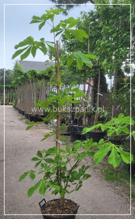 Kasztanowiec Krwisty Koehnei - Aesculus pavia