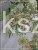 Klon palmowy BUTTERFLY - Acer palmatum