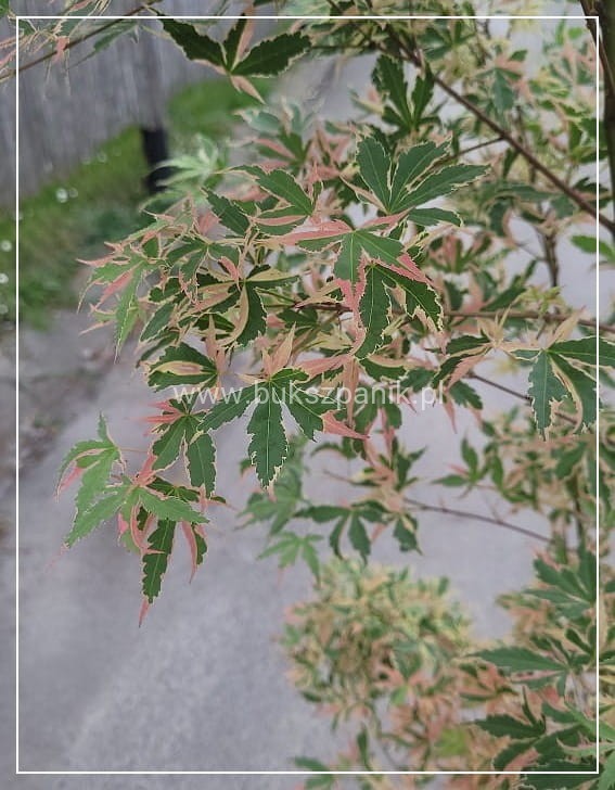 Klon palmowy BUTTERFLY - Acer palmatum