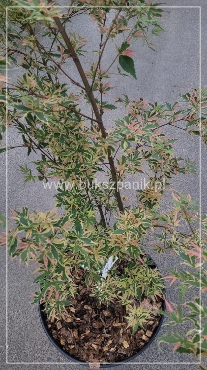Klon palmowy BUTTERFLY - Acer palmatum