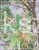Klon palmowy BUTTERFLY - Acer palmatum