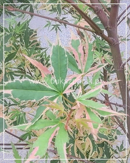 Klon palmowy BUTTERFLY - Acer palmatum