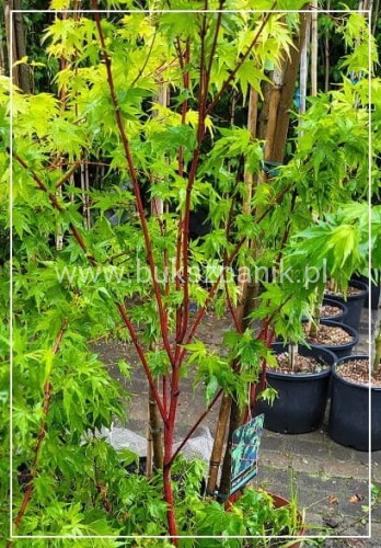 Klon palmowy Sangokaku - Acer palmatum