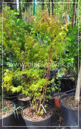 Klon palmowy Sangokaku - Acer palmatum