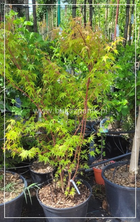 Klon palmowy Sangokaku - Acer palmatum