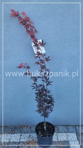 Klon palmowy Skeeter's Broom' Acer palmatum