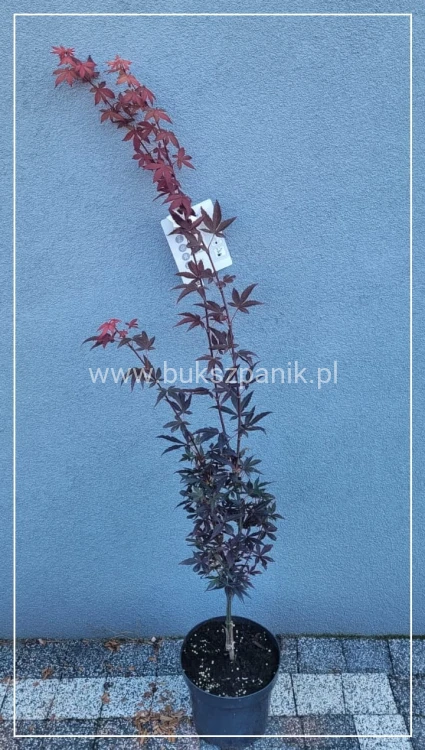 Klon palmowy Skeeter's Broom' Acer palmatum