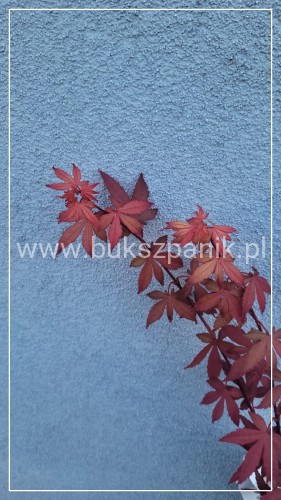 Klon palmowy Skeeter's Broom' Acer palmatum
