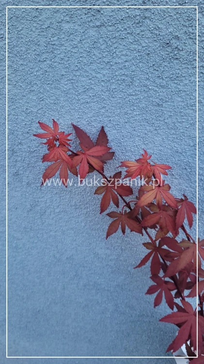 Klon palmowy Skeeter's Broom' Acer palmatum