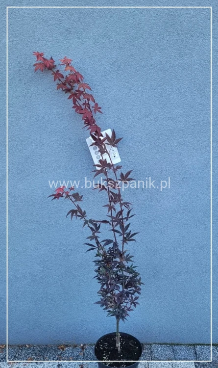 Klon palmowy Skeeter's Broom' Acer palmatum