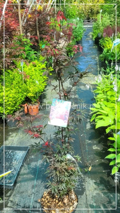 Klon palmowy Skeeter's Broom' Acer palmatum