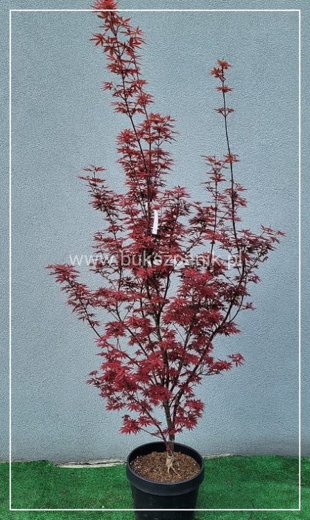 Klon palmowy Skeeter's Broom' Acer palmatum