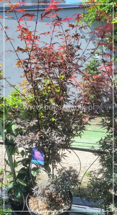 Klon palmowy Skeeter's Broom' Acer palmatum