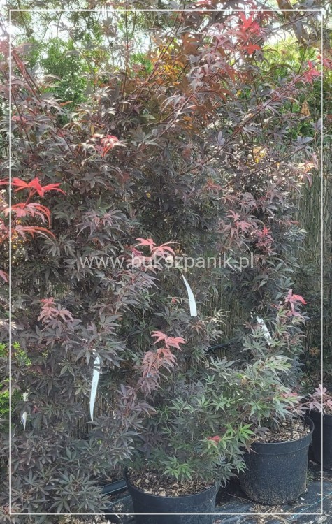 Klon palmowy Skeeter's Broom' Acer palmatum