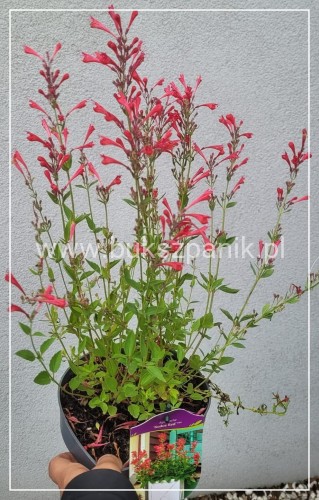 Kłosowiec 'Kudos Red' PBR - Agastache