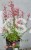 Kłosowiec 'Kudos Red' PBR - Agastache