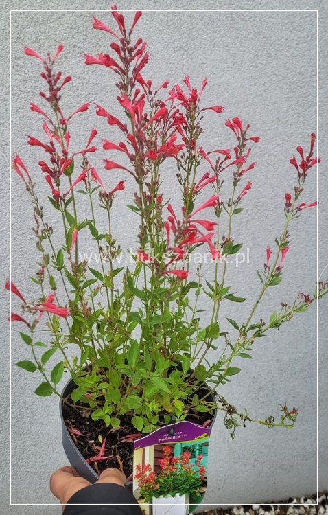 Kłosowiec 'Kudos Red' PBR - Agastache