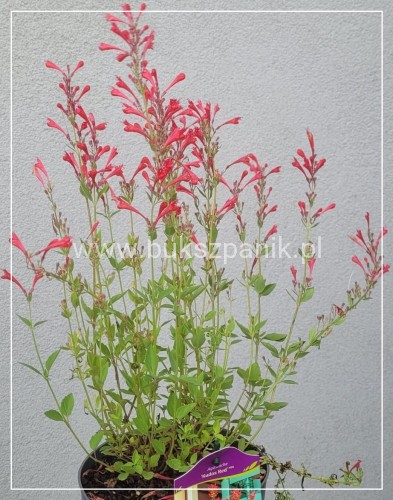 Kłosowiec 'Kudos Red' PBR - Agastache
