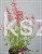 Kłosowiec 'Kudos Red' PBR - Agastache