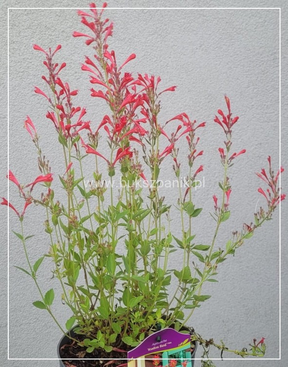 Kłosowiec 'Kudos Red' PBR - Agastache