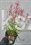 Kłosowiec 'Kudos Red' PBR - Agastache