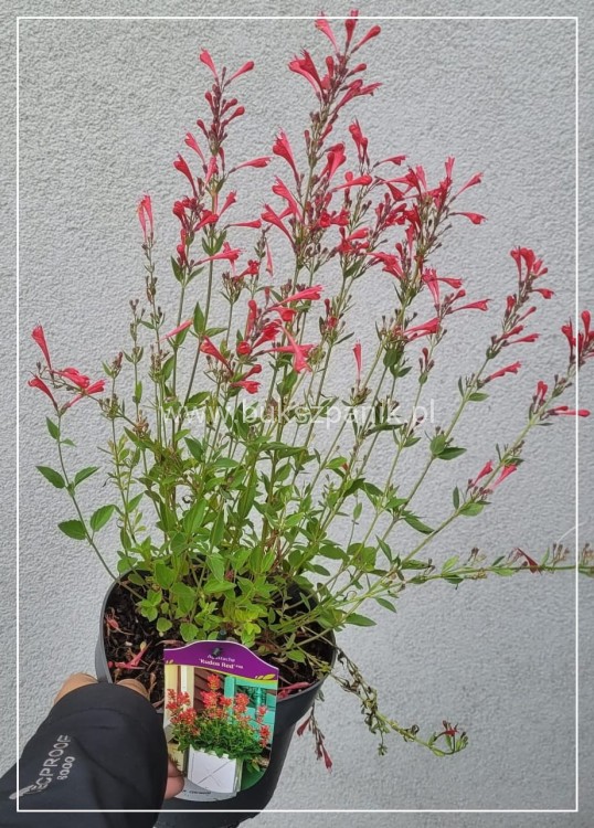 Kłosowiec 'Kudos Red' PBR - Agastache