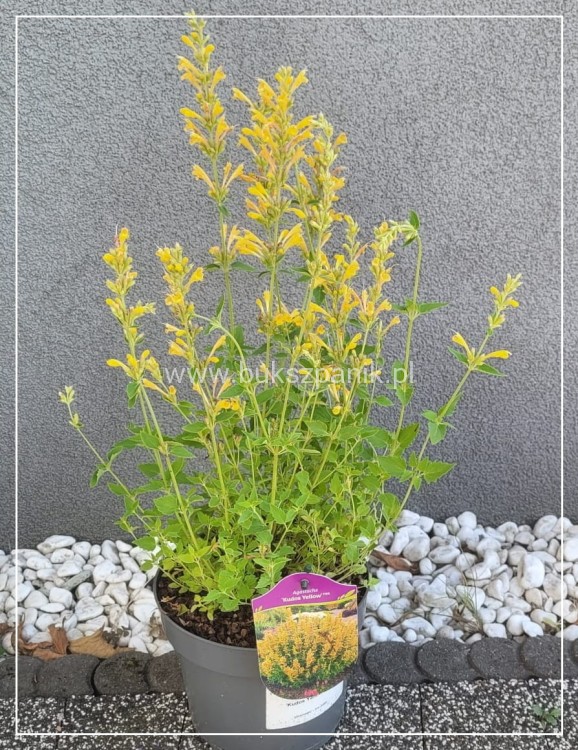 Kłosowiec 'Kudos Yellow' Agastache