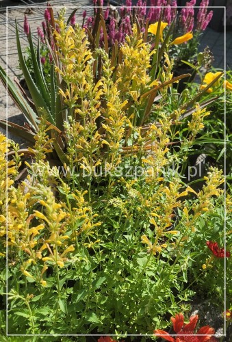 Kłosowiec 'Kudos Yellow' Agastache