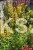 Kłosowiec 'Kudos Yellow' Agastache