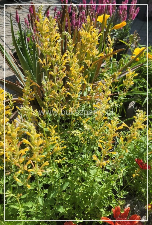 Kłosowiec 'Kudos Yellow' Agastache