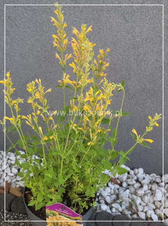 Kłosowiec 'Kudos Yellow' Agastache