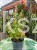 Kłosowiec 'Kudos Yellow' Agastache -