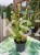 Kłosowiec 'Kudos Yellow' Agastache -