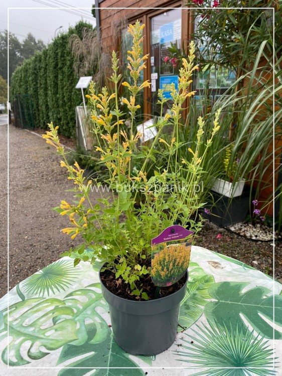 Kłosowiec 'Kudos Yellow' Agastache -