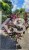Krzewuszka Cudowna PA - Weigela florida WINE &Roses ALepxandra PBR